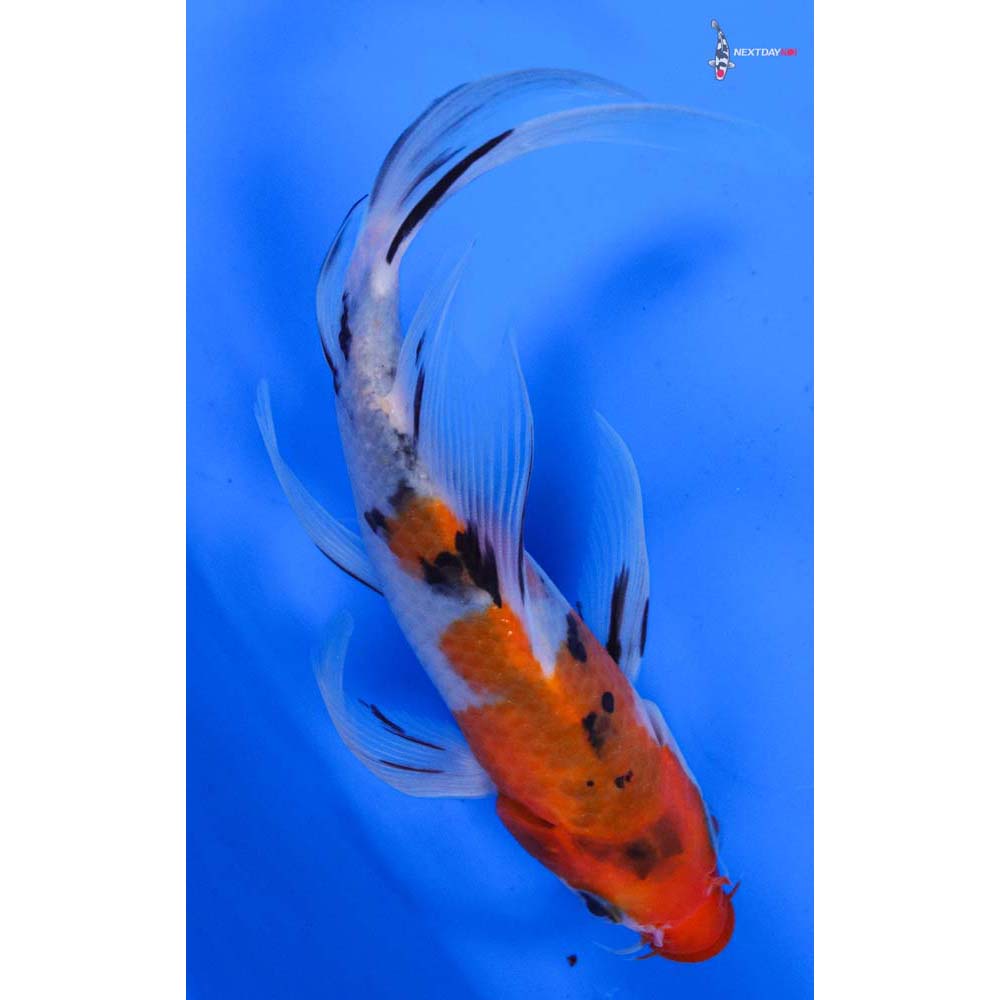 6” Imported Sanke Butterfly Koi