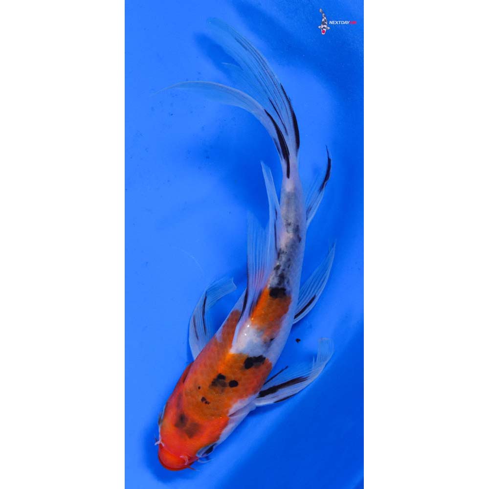 6” Imported Sanke Butterfly Koi