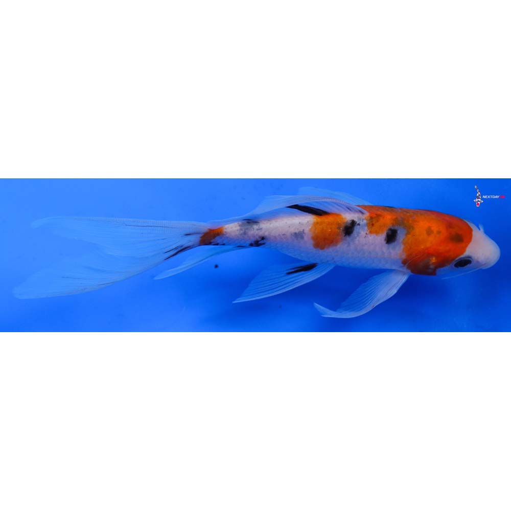 7” Imported Sanke Butterfly Koi