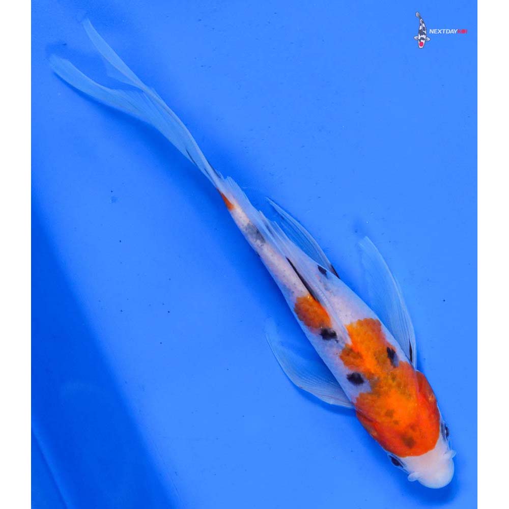 7” Imported Sanke Butterfly Koi