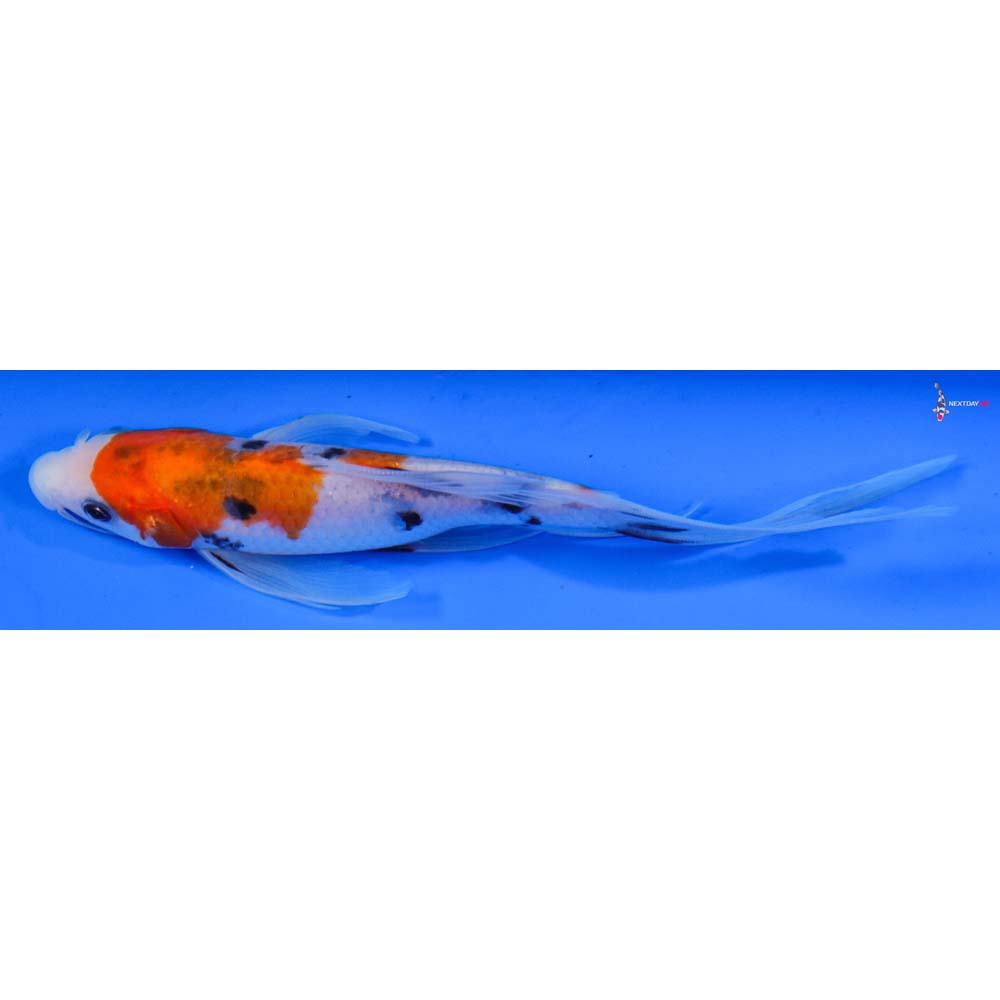 7” Imported Sanke Butterfly Koi