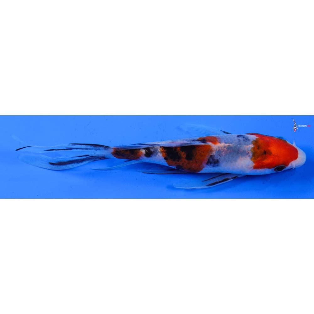 6” Imported Sanke Butterfly Koi