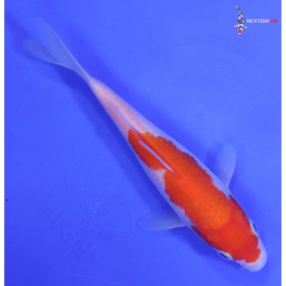 6” Imported Kohaku Butterfly Koi