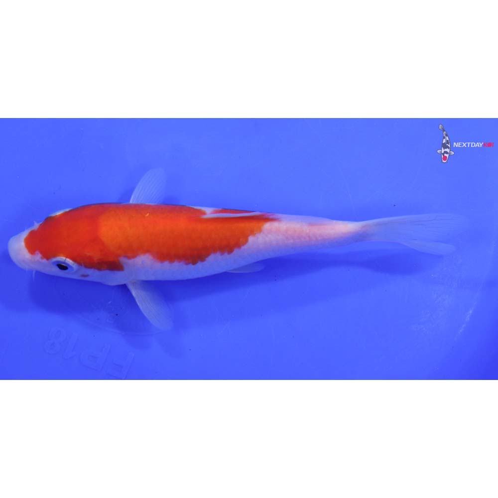 6” Imported Kohaku Butterfly Koi