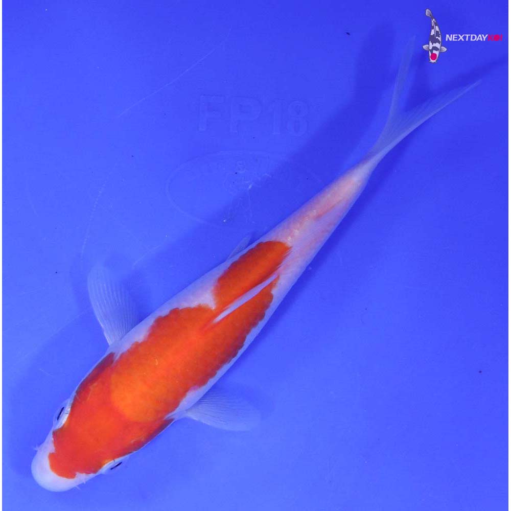 6” Imported Kohaku Butterfly Koi