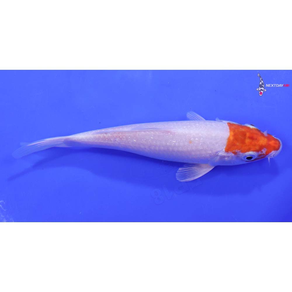 6.5” Imported Hariwake Butterfly Koi