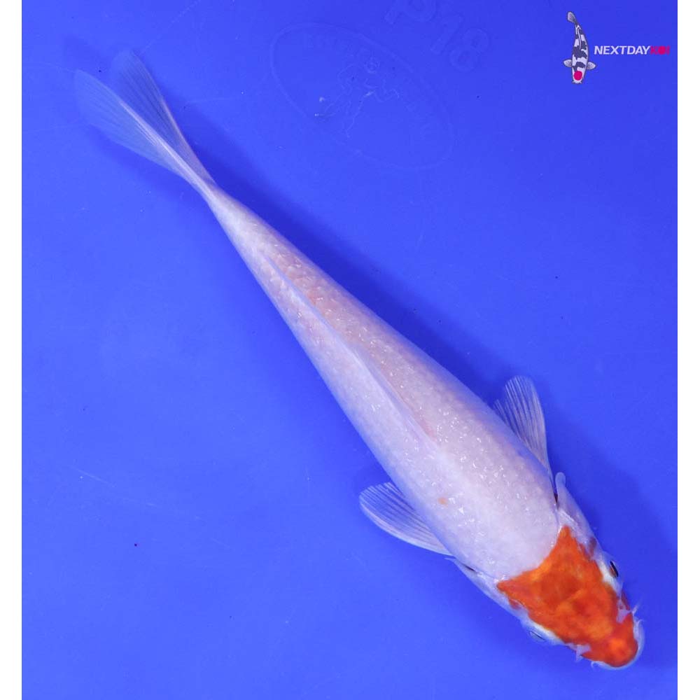 6.5” Imported Hariwake Butterfly Koi