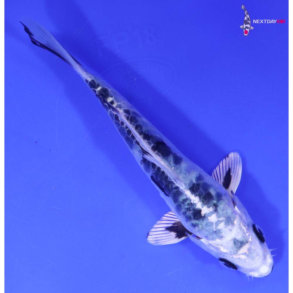 6.5” Imported Doitsu Gin Shiro Bekko Butterfly Koi