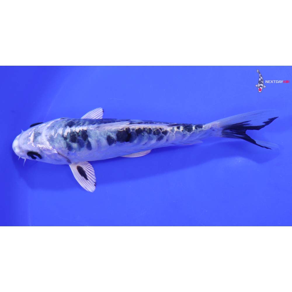 6.5” Imported Doitsu Gin Shiro Bekko Butterfly Koi