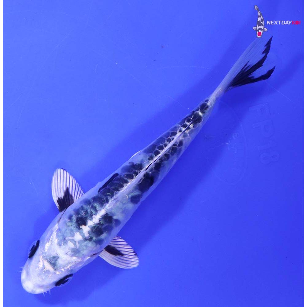 6.5” Imported Doitsu Gin Shiro Bekko Butterfly Koi