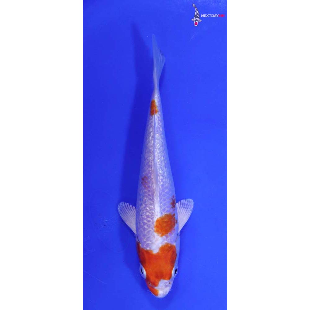 6” Imported Hariwake Butterfly Koi