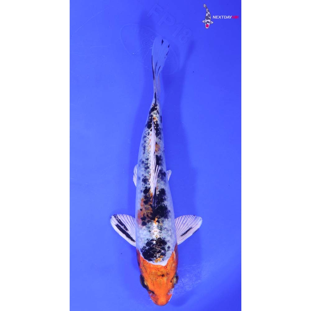 6.5” Imported Yamato Nishiki Butterfly Koi