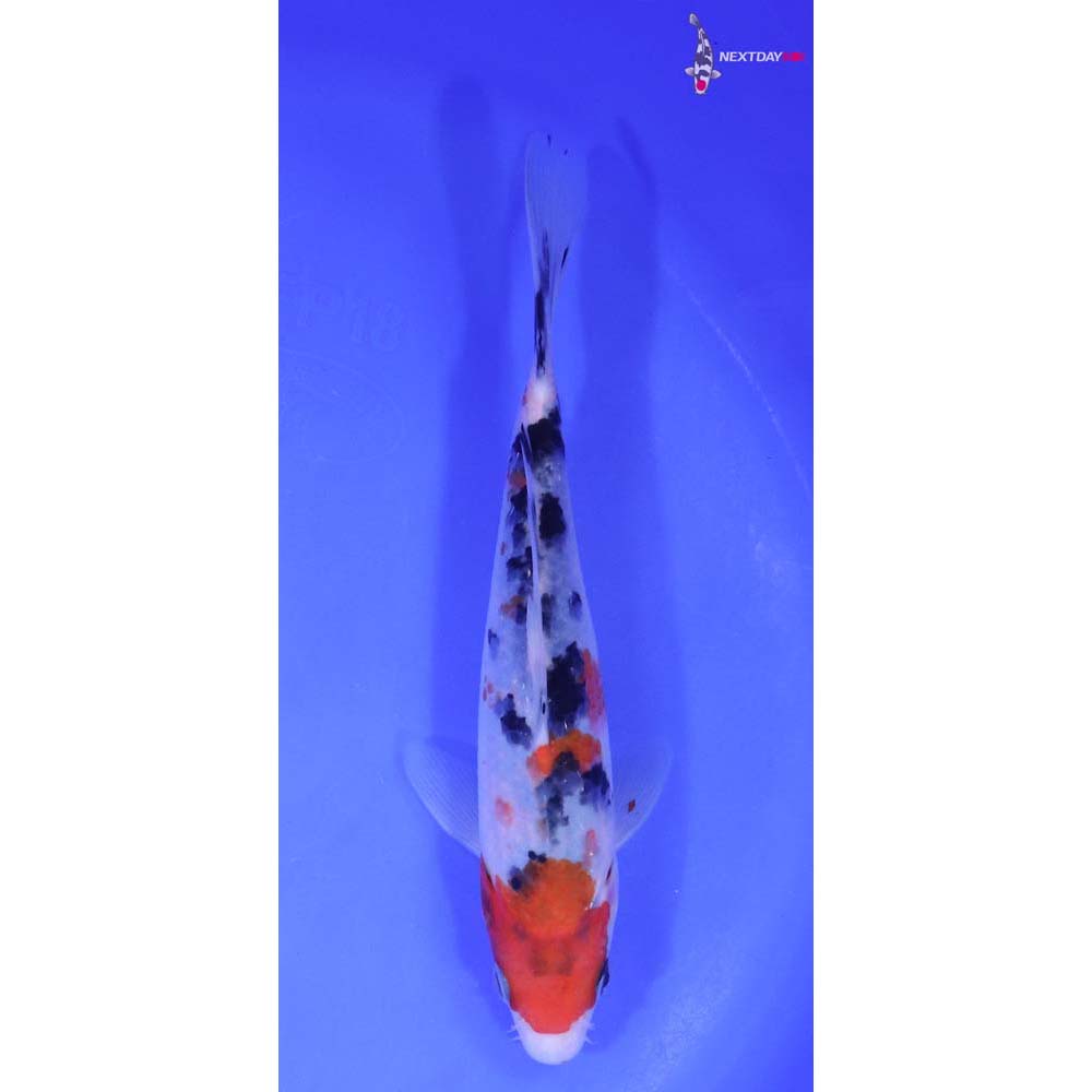 7” Imported Sanke Butterfly Koi