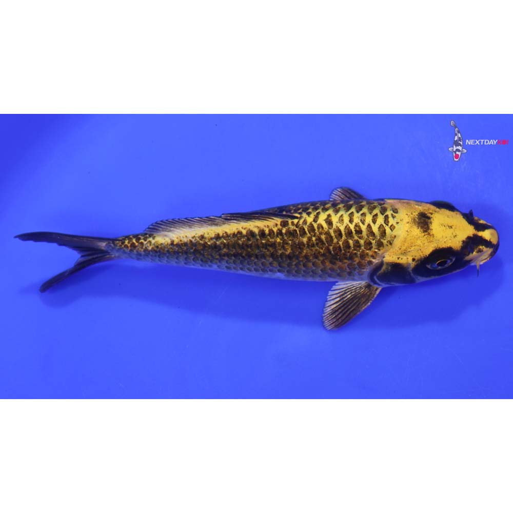 7” Imported Ki Matsuba Butterfly Koi