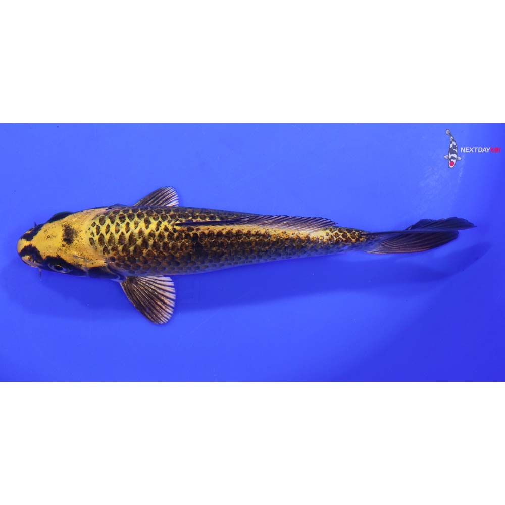 7” Imported Ki Matsuba Butterfly Koi