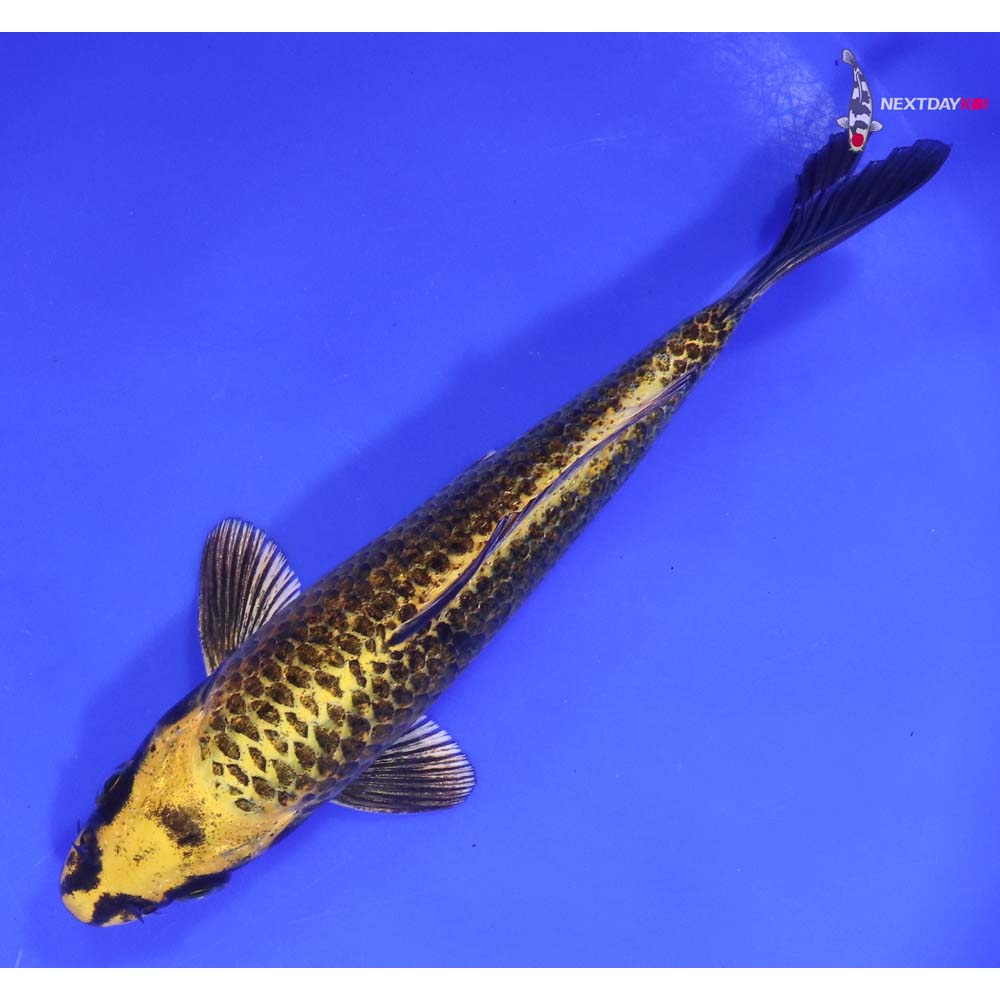 7” Imported Ki Matsuba Butterfly Koi