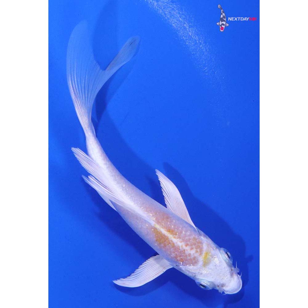 4.5” Imported Lemon Hariwake Butterfly Koi