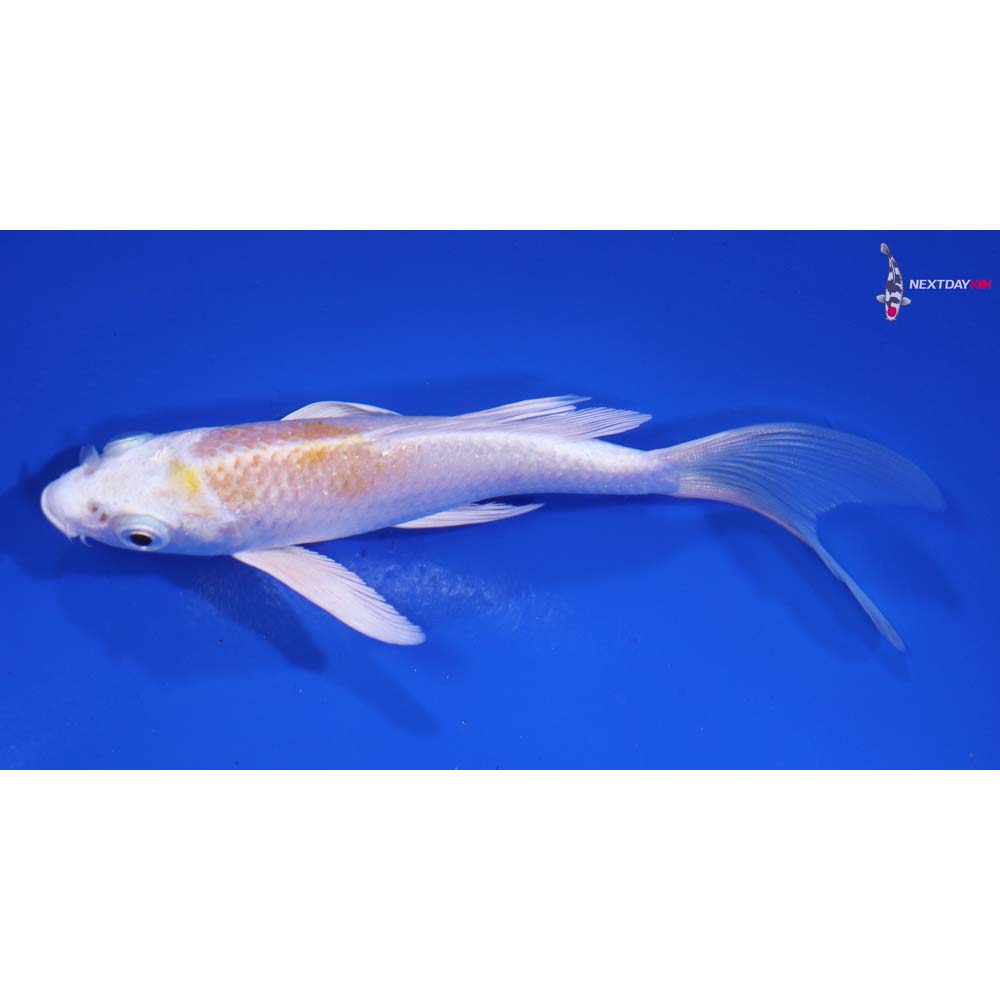 4.5” Imported Lemon Hariwake Butterfly Koi