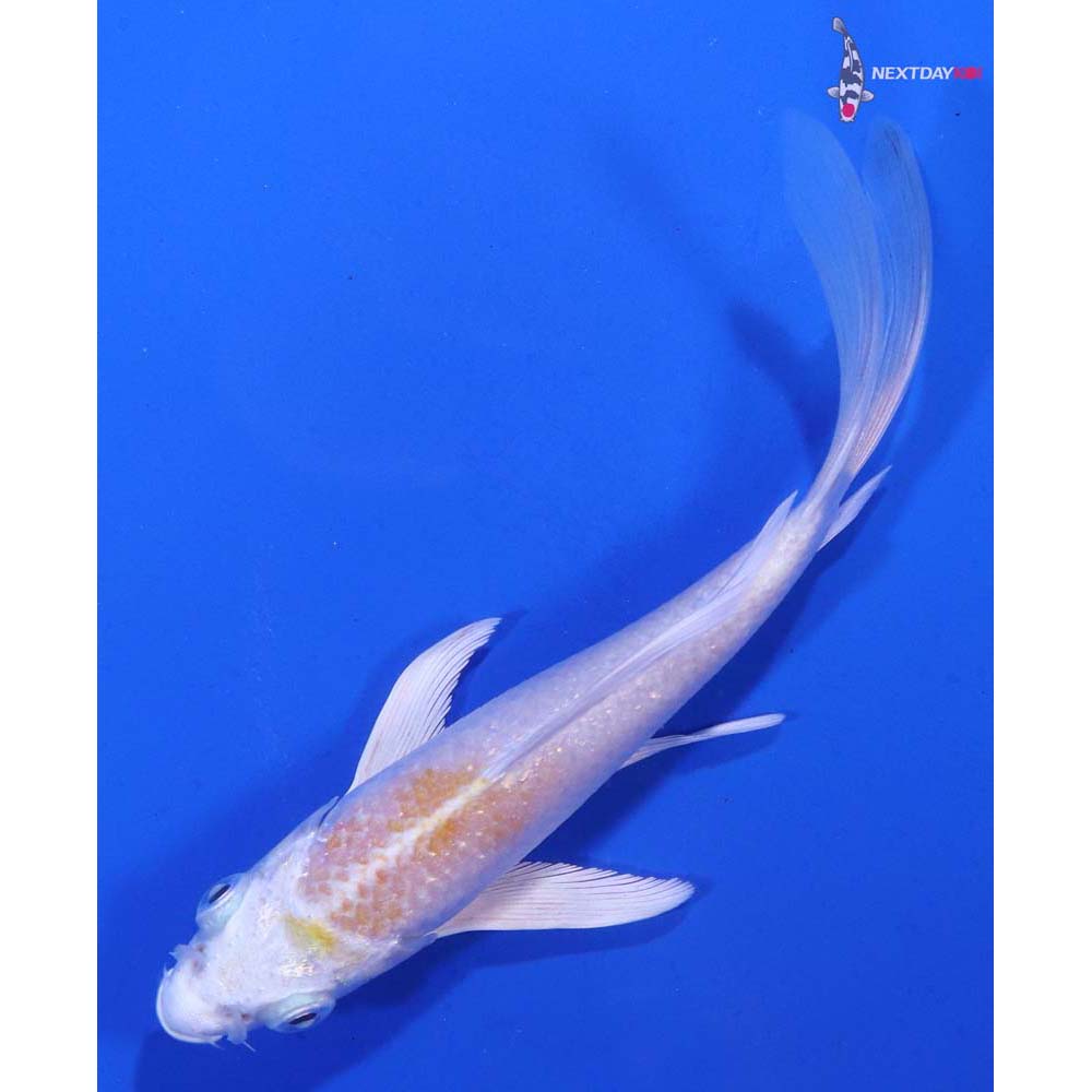 4.5” Imported Lemon Hariwake Butterfly Koi