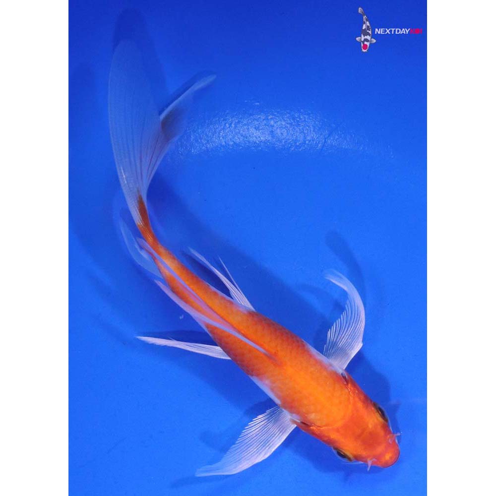 5” Imported Hariwake Butterfly Koi