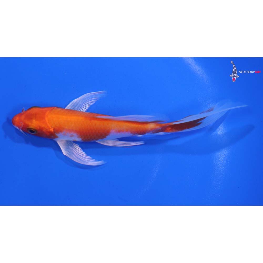 5” Imported Hariwake Butterfly Koi
