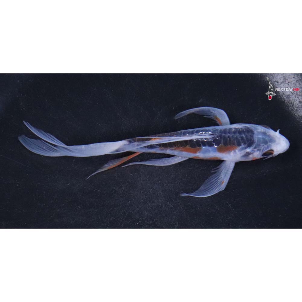 5” Imported Shusui Butterfly Koi