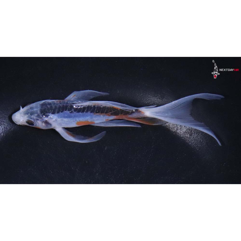 5” Imported Shusui Butterfly Koi