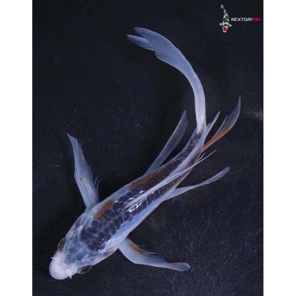 5” Imported Shusui Butterfly Koi