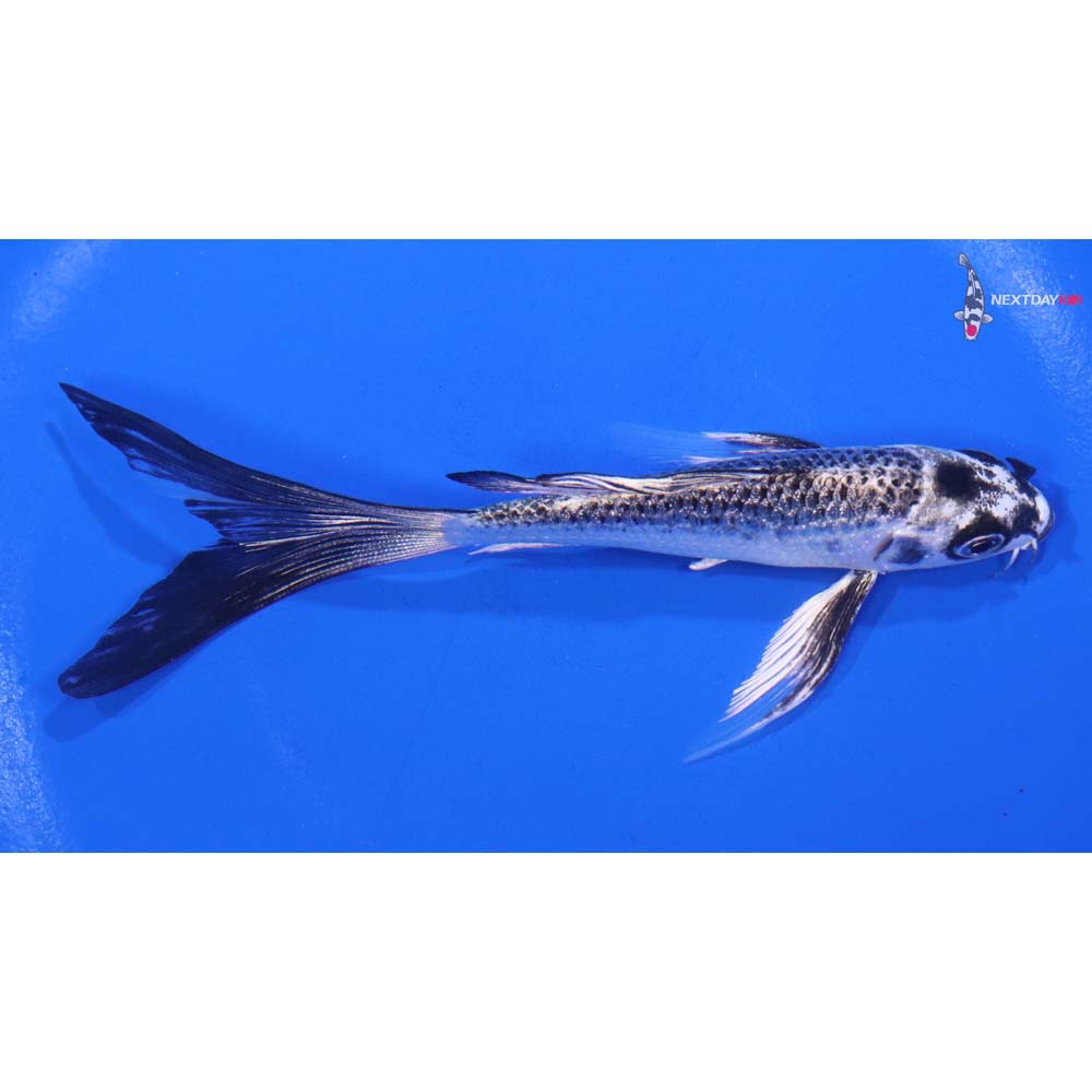 5.5” Imported Gin Matsuba Butterfly Koi