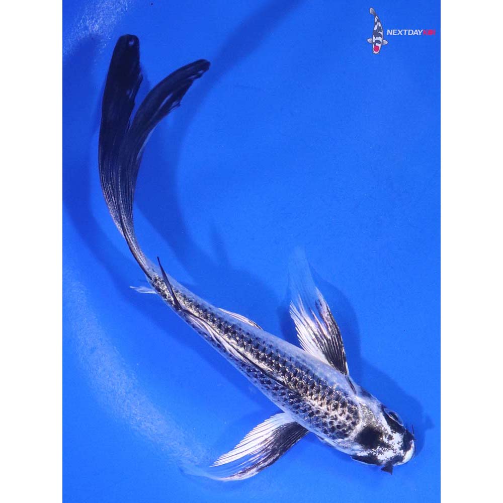 5.5” Imported Gin Matsuba Butterfly Koi
