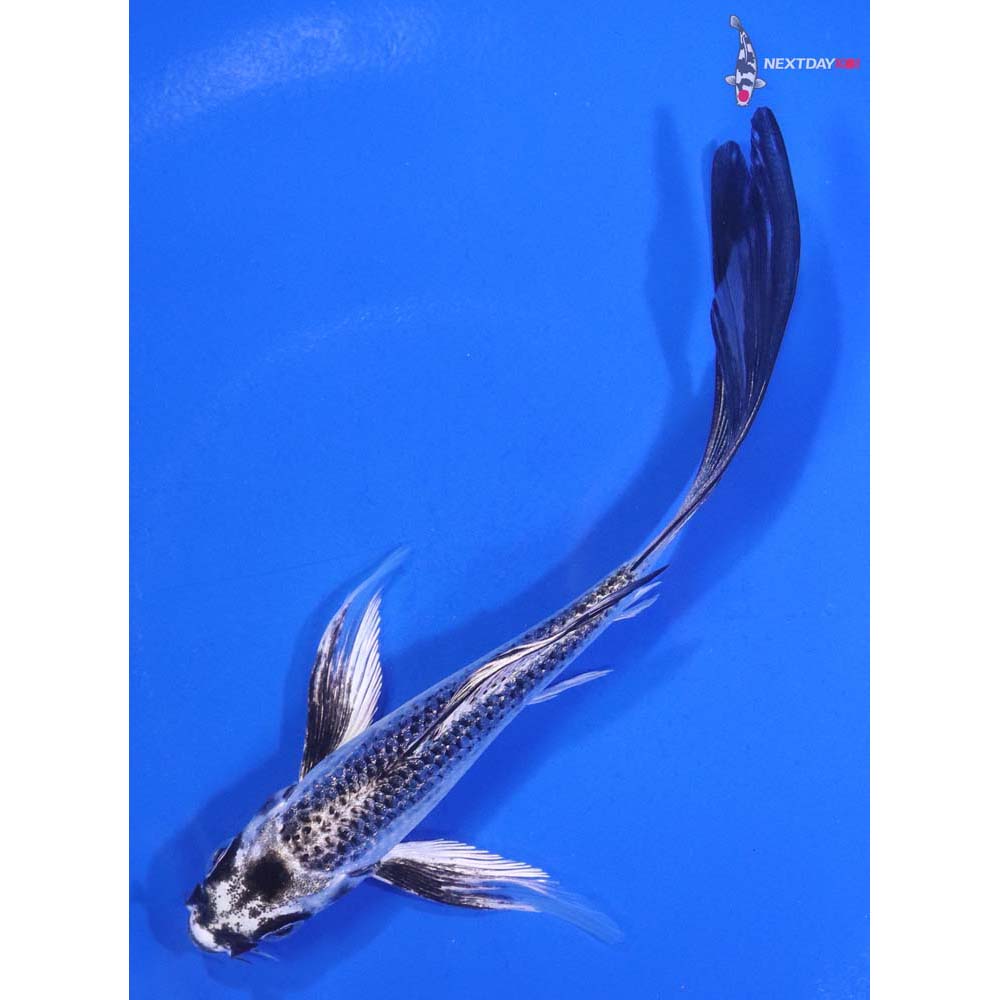 5.5” Imported Gin Matsuba Butterfly Koi