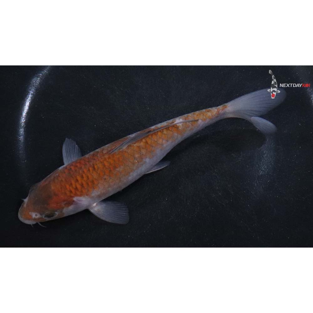 5.5” Imported Ochiba Shigure