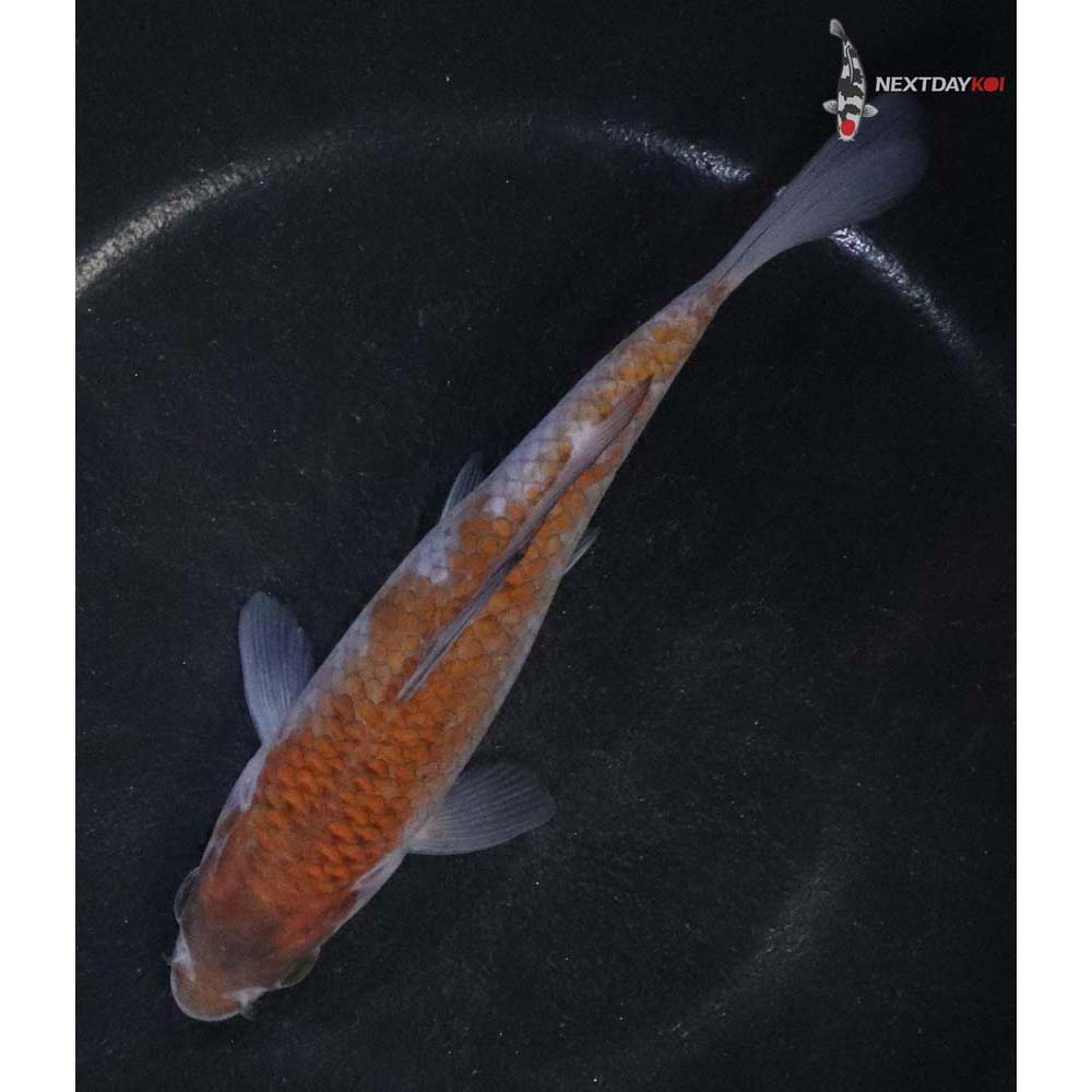 5.5” Imported Ochiba Shigure