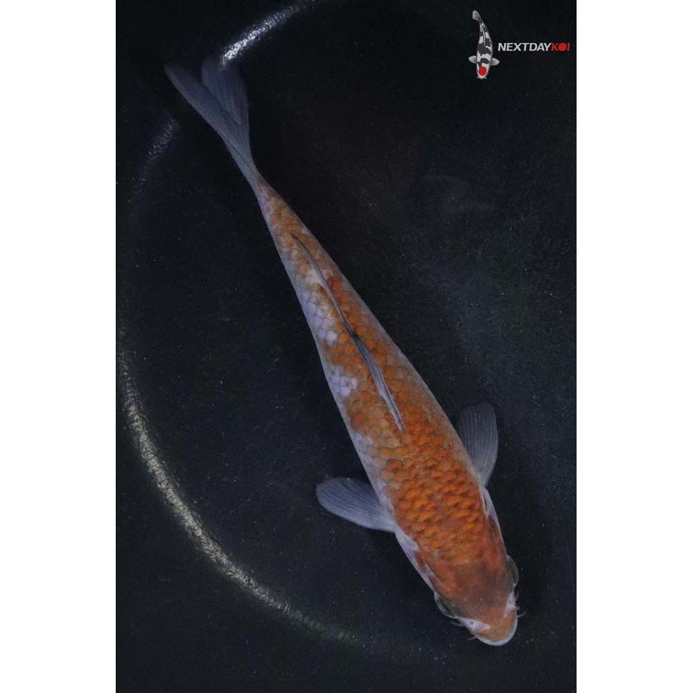 5.5” Imported Ochiba Shigure