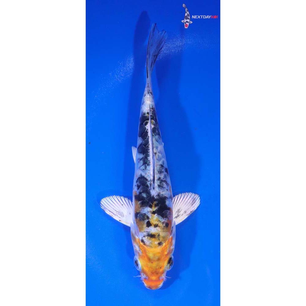 5” Imported Heisei Nishiki