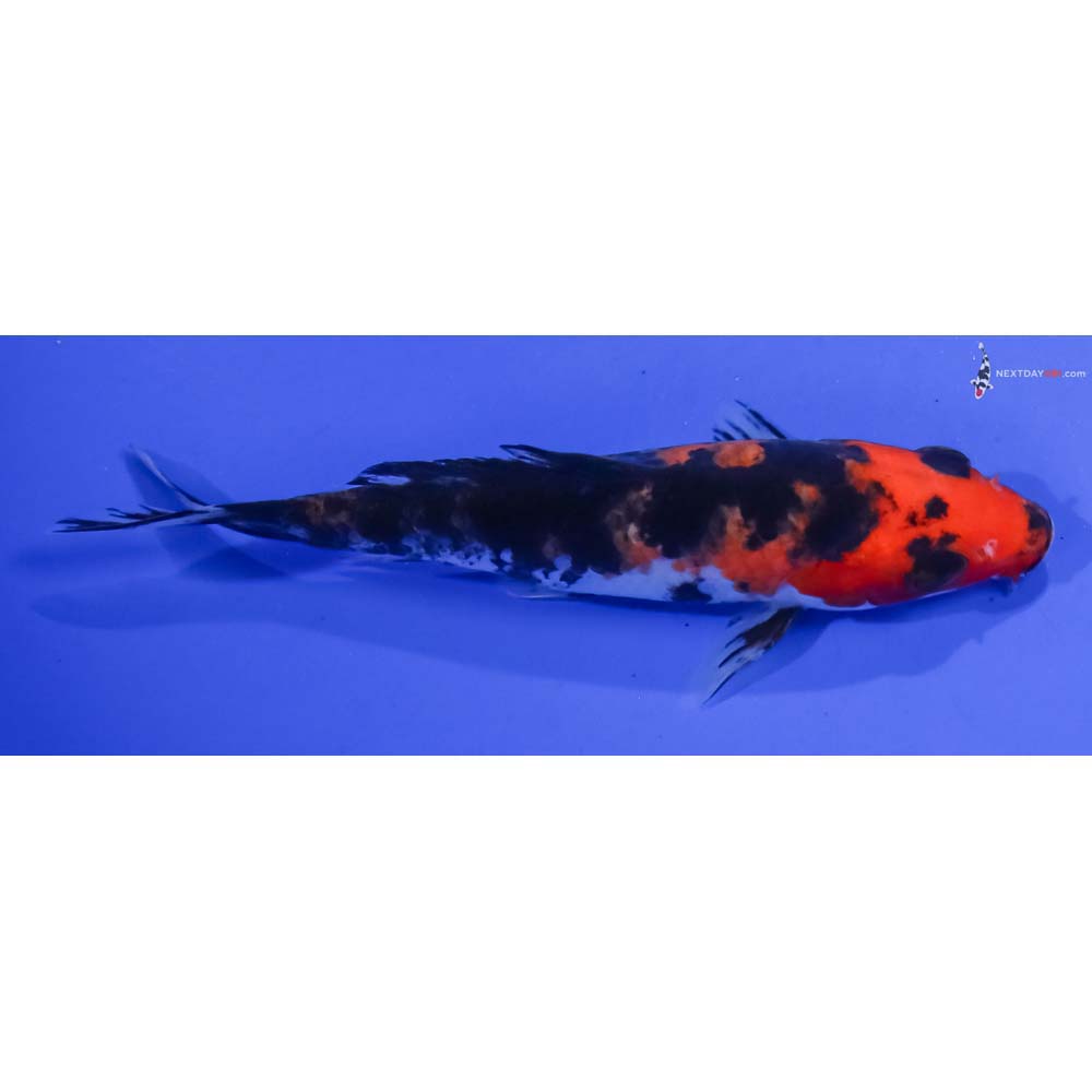 4.5” Imported Aka Sanke