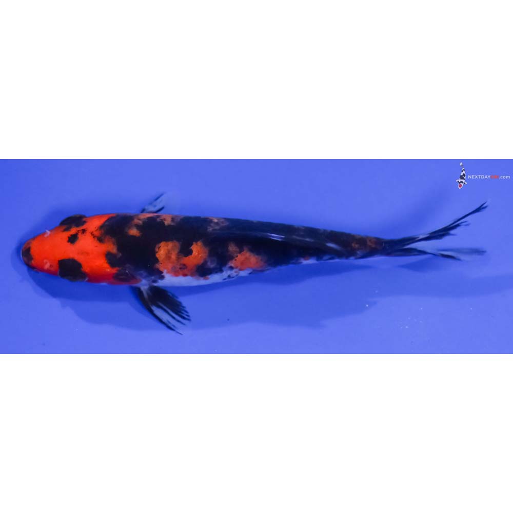 4.5” Imported Aka Sanke