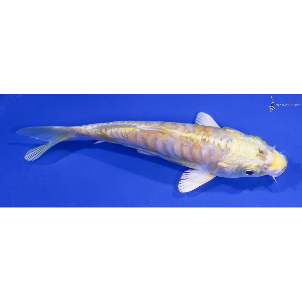 4.5” Imported Armor Scaled Lemon Hariwake