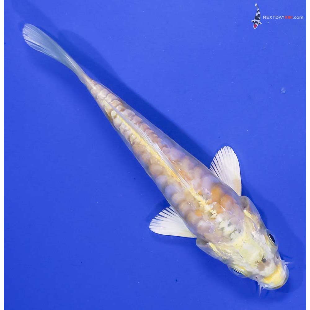 4.5” Imported Armor Scaled Lemon Hariwake