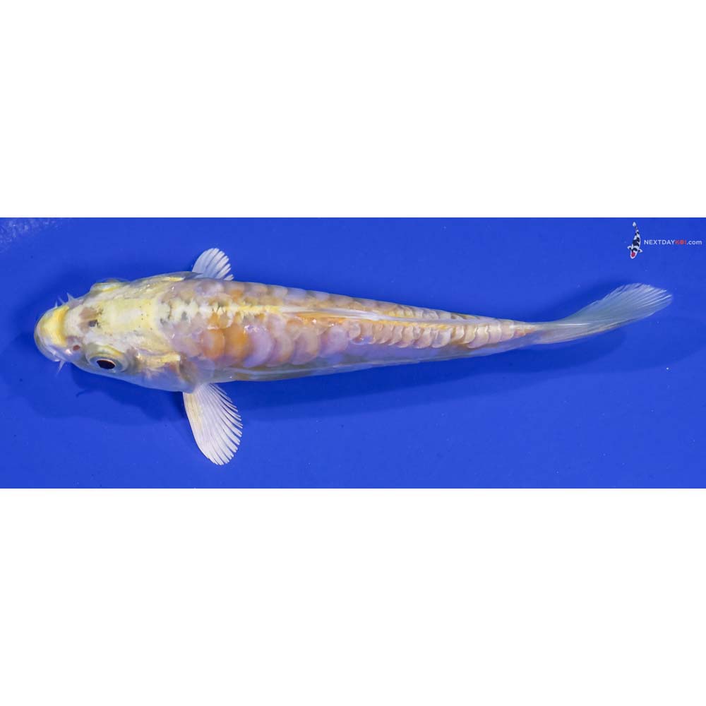 4.5” Imported Armor Scaled Lemon Hariwake