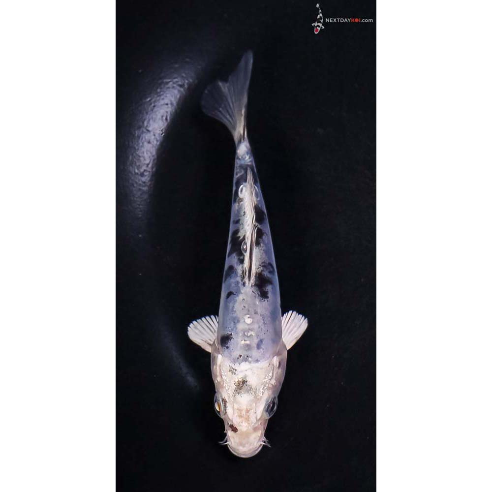 4.5” Imported Doitsu Blue Gin Shiro Bekko