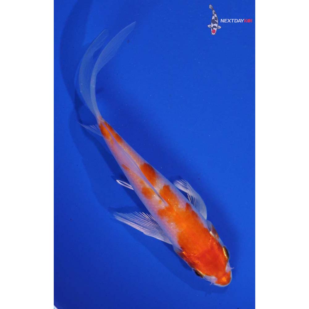 5” Imported Hariwake Butterfly Koi