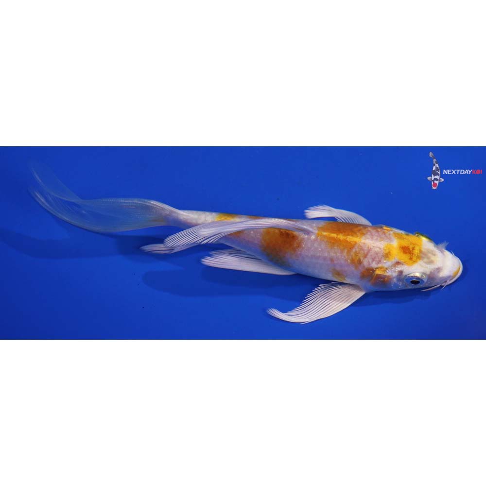 5.5” Imported Lemon Hariwake Butterfly Koi