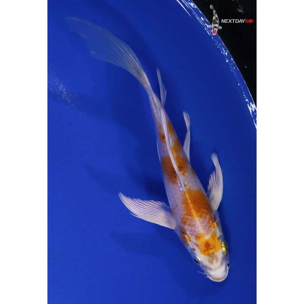 5.5” Imported Lemon Hariwake Butterfly Koi