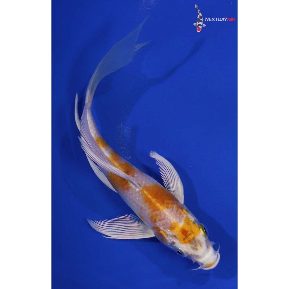 5.5” Imported Lemon Hariwake Butterfly Koi