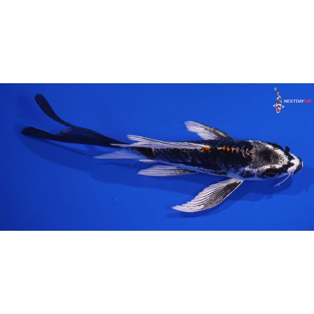 5.5” Imported Kin Kikokuryu Butterfly Koi