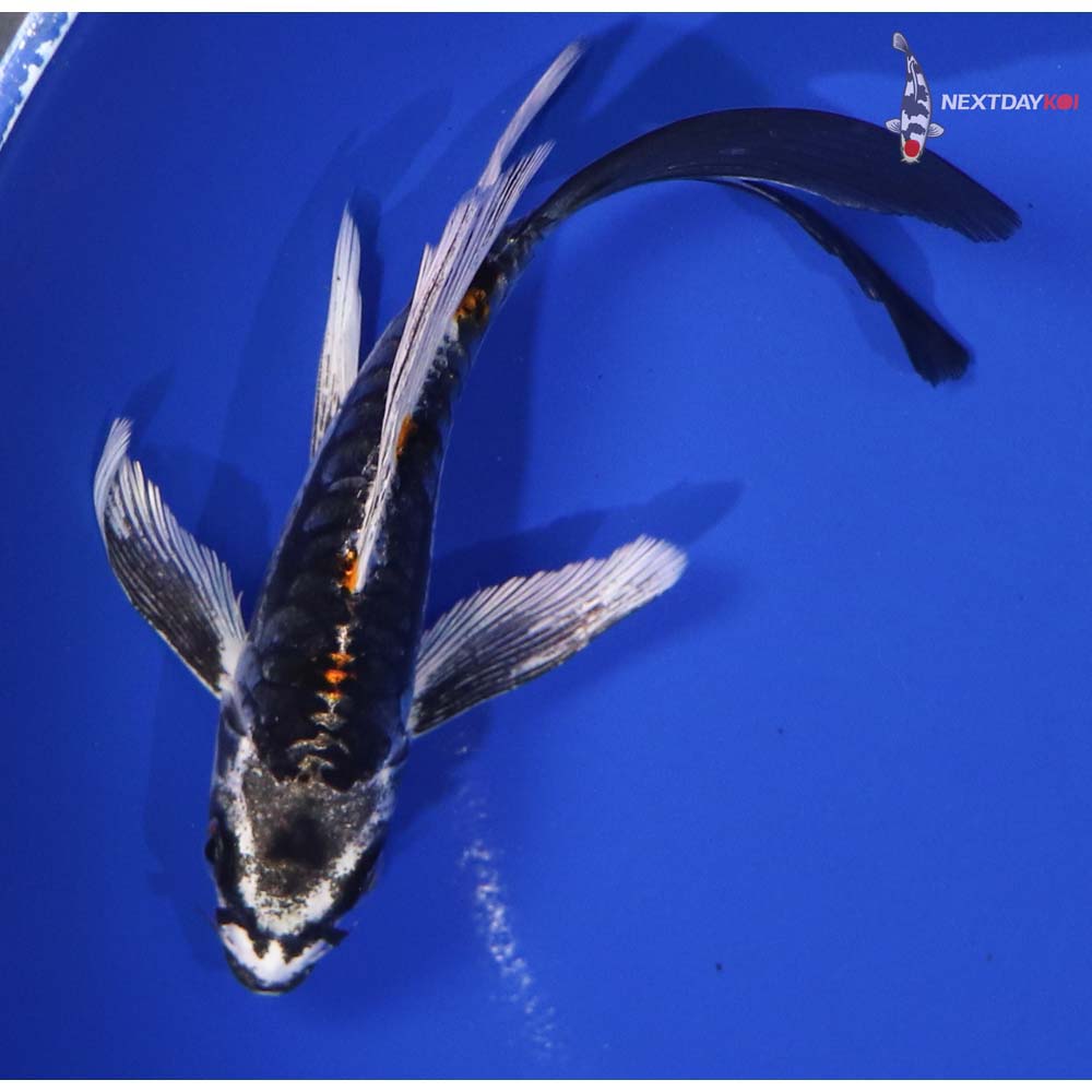 5.5” Imported Kin Kikokuryu Butterfly Koi