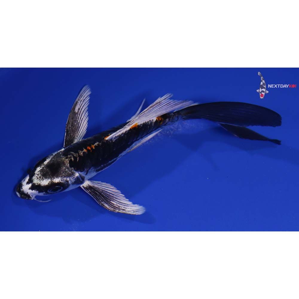 5.5” Imported Kin Kikokuryu Butterfly Koi