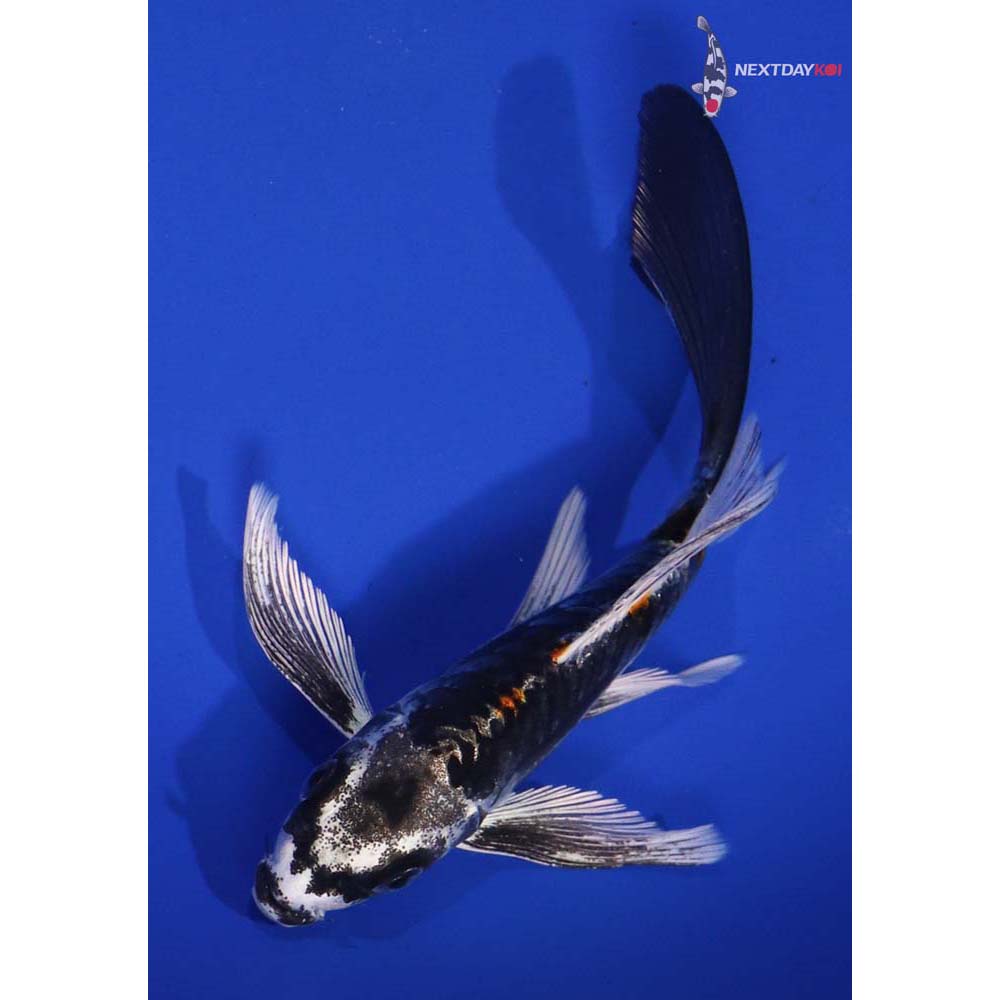 5.5” Imported Kin Kikokuryu Butterfly Koi