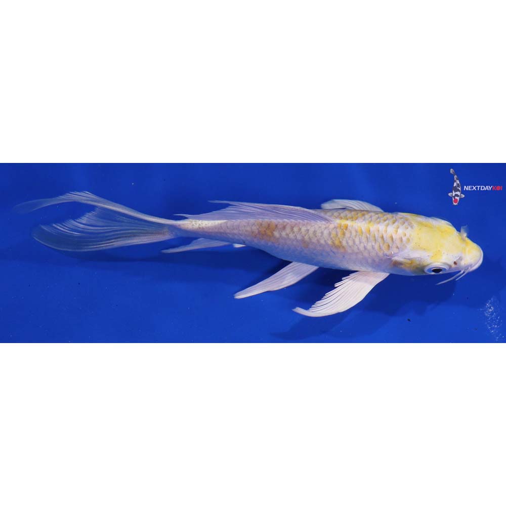 5.5” Imported Lemon Hariwake Butterfly Koi